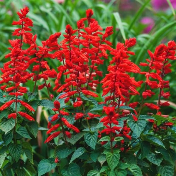 Bright red Salvia flowers with green leaves, growing outdoors with blurred green foliage in the background.