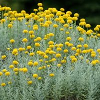 A dense cluster of silver-green foliage topped with small, round yellow flowers, growing outdoors with a dark blurred background.