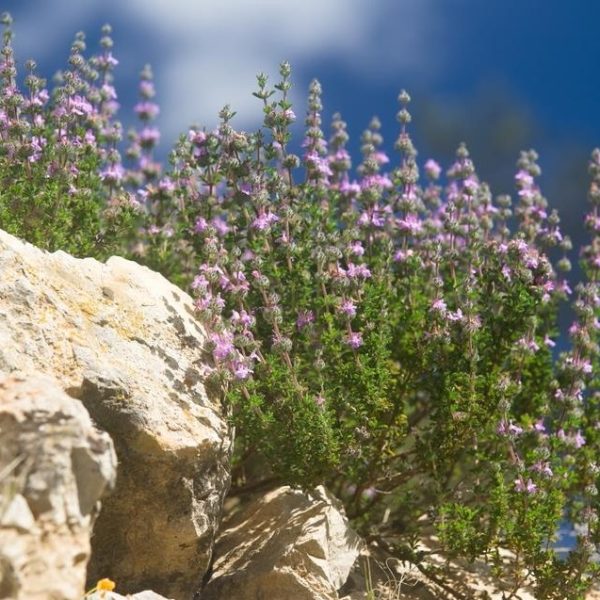 A bush with small purple flowers grows among large rocks under a bright sky.