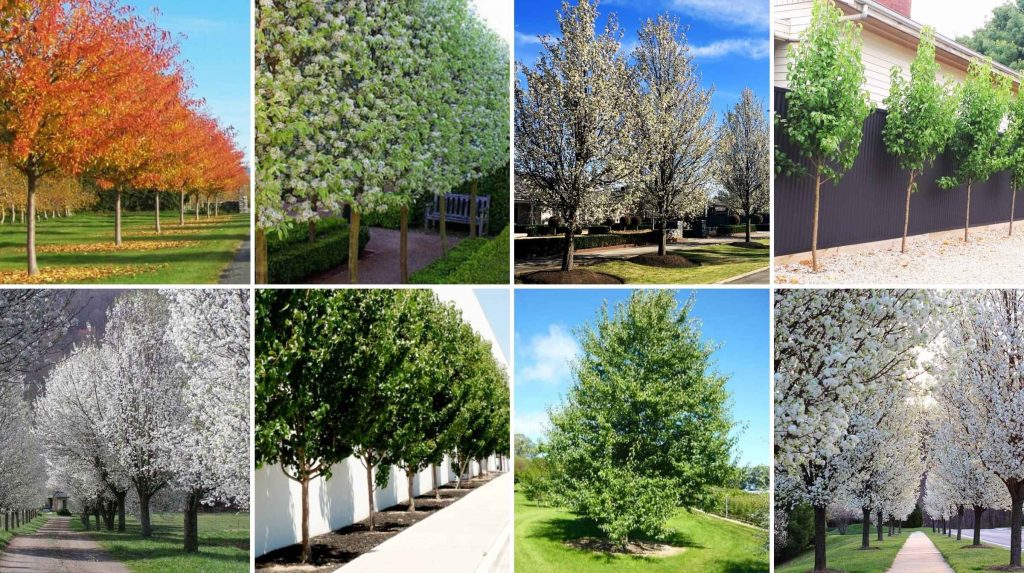 Collage of ornamental pear trees in various stages: blooming with white flowers, fully green, and with autumn foliage, shown in different landscaped settings. Available as part of our Advanced Tree Sale.