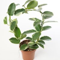 A Stephanotis 'Madagascar Jasmine' plant sits next to a potted variegated Hoya with oval green leaves and creamy white edges, both displayed against a plain white background.