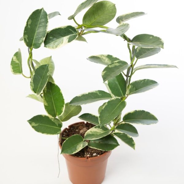 A Stephanotis 'Madagascar Jasmine' plant sits next to a potted variegated Hoya with oval green leaves and creamy white edges, both displayed against a plain white background.