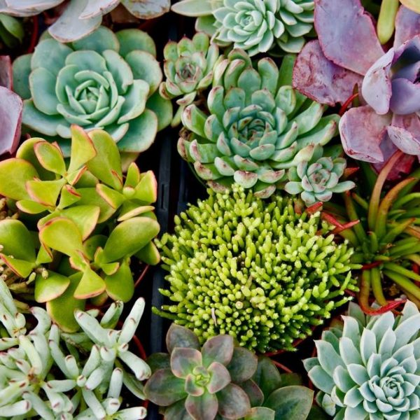 A top view of a variety of colorful succulent plants closely grouped together, displaying different shapes, sizes, and shades of green, purple, and pink.