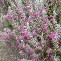 Shrub with fuzzy stems and small, bright pink flowers growing in a cluster over dry, sandy soil.