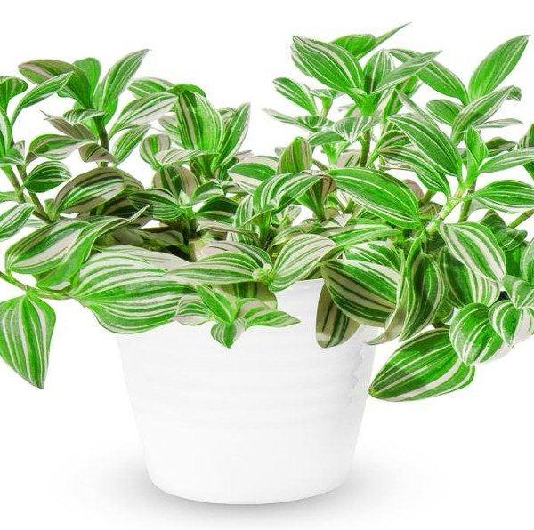 A green and white striped houseplant with pointed leaves grows in a plain white pot against a white background.