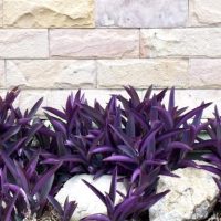 Purple-leaved plants grow in front of a beige stone wall, with several large rocks partially visible among the plants.