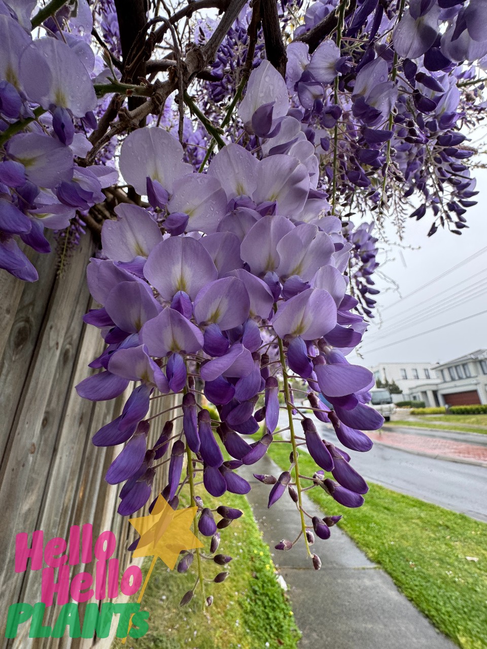 Clusters of Wisteria sinensis 'Purple Chinese Wisteria' bloom by a wooden fence on a rainy day, with pavement and road in the background. "Hello Hello PLANTS" overlays the image. 15cm Pot Growers Flash Sale!.
