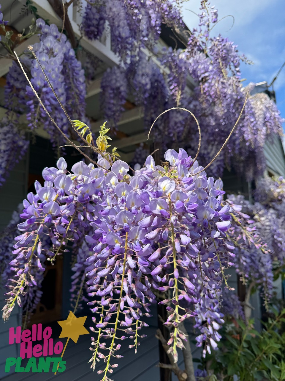 Wisteria sinensis 'Purple Chinese Wisteria' 15cm Pot Growers Flash Sale! Lush purple flower clusters cascade from vines on a pergola, with a house in the background and the "Hello Hello Plants" logo in the corner.