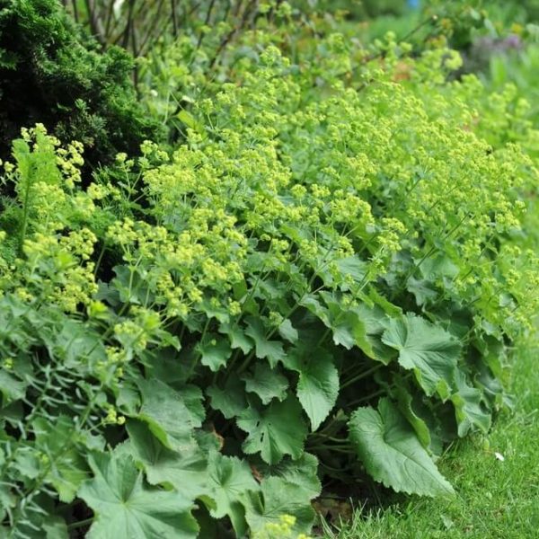 Alchemilla mollis 'Ladys Mantle' features attractive green foliage and clusters of yellow-green flowers, making it a lovely garden accent. Available in a 4” pot.