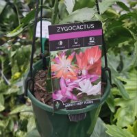 A potted zygocactus plant with a care label showing pink and white flowers, indicating needs for part shade, low water, and tolerance to drought.