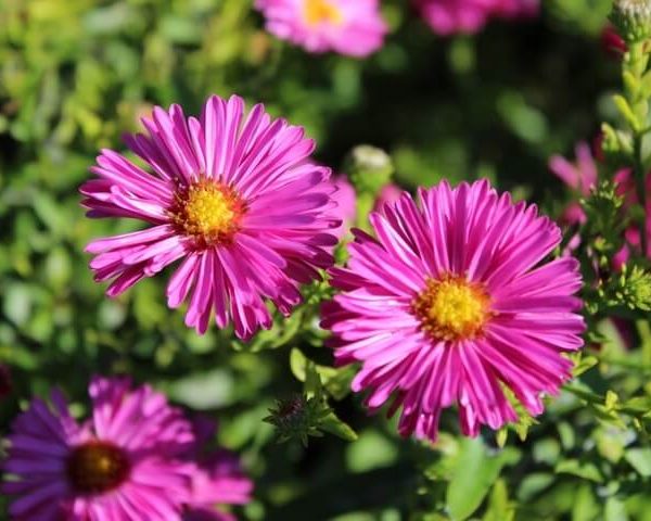 Two pink Aster ‘Winston Churchill’ flowers with yellow centers are in focus, surrounded by green foliage and blurred pink blooms. Brighten your garden with this vibrant Aster ‘Winston Churchill’ plant in a 4" pot.