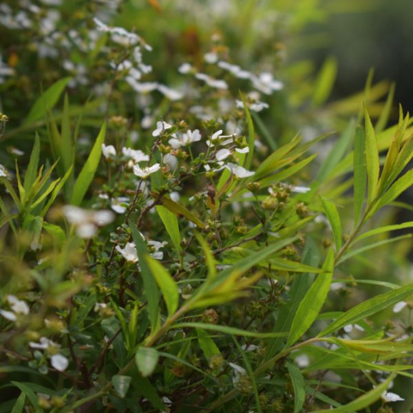 Close-up of green leaves and small white flowers on a bush with a blurred background.