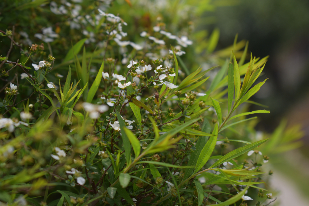 Close-up of green leaves and small white flowers on a bush with a blurred background.