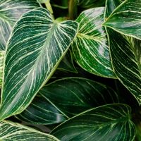 Close-up of lush green leaves with striking white and light green variegation on a Philodendron 'Birkin' 8" (Hanging Basket).