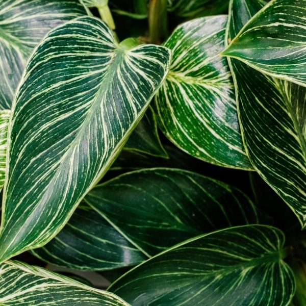 Close-up of lush green leaves with striking white and light green variegation on a Philodendron 'Birkin' 8" (Hanging Basket).