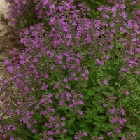 Dense clusters of small purple flowers on green leafy stems growing in a garden bed.