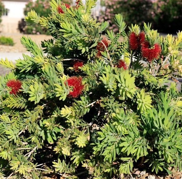 A compact green shrub with clusters of red, bottlebrush-like flowers growing in a landscaped, mulched garden area.