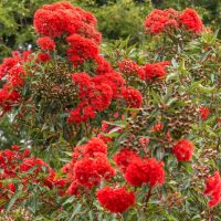 Clusters of bright red flowers and green leaves grow on a tree, with dense foliage and more greenery in the blurred background.