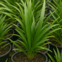 A close-up of Dianella 'Assorted Varieties' in an 8" pot, displaying long, narrow leaves, surrounded by similar plants in black pots filled with dark soil.