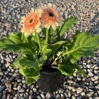 A 6” pot of Gerbera ‘Joybera Milkshake’ with green leaves and two peach-pink blooms sits on a gravel surface in sunlight.