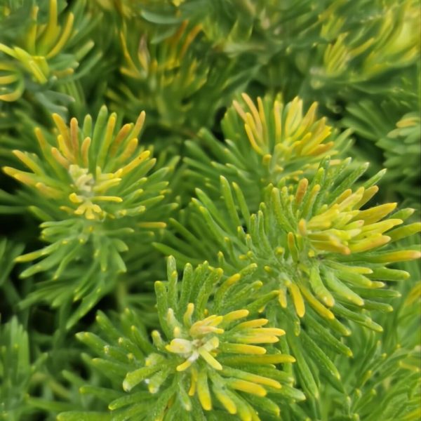 Close-up of Grevillea crithmifolia 'Green Carpet' in a 6" pot, highlighting its dense, spiky green and yellow needle-like foliage.