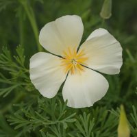 An Eschscholzia ‘Ivory White’ Californian Poppy in a 4” pot features four white petals with a yellow center, set against green foliage.