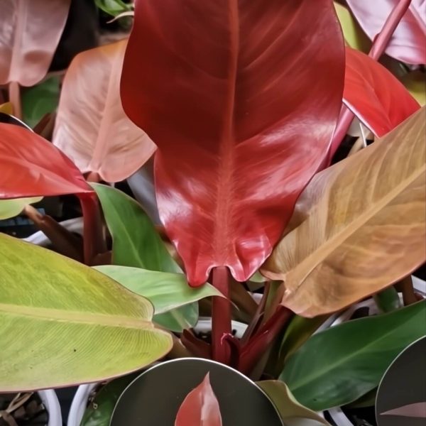 The Philodendron 'Sun Red' in a 5" pot features large, glossy red and green leaves and comes with a tag displaying its name.