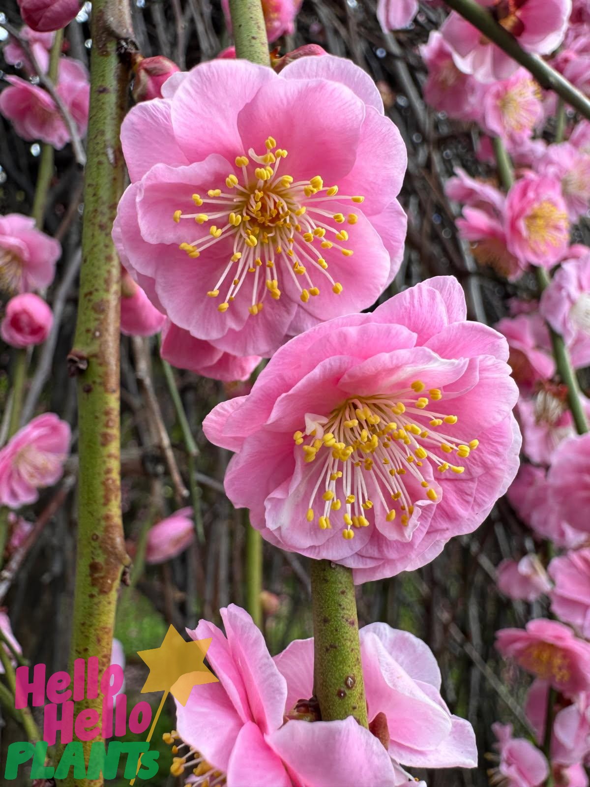 Prunus mume 'Pink Flowering Apricot' - Image 5