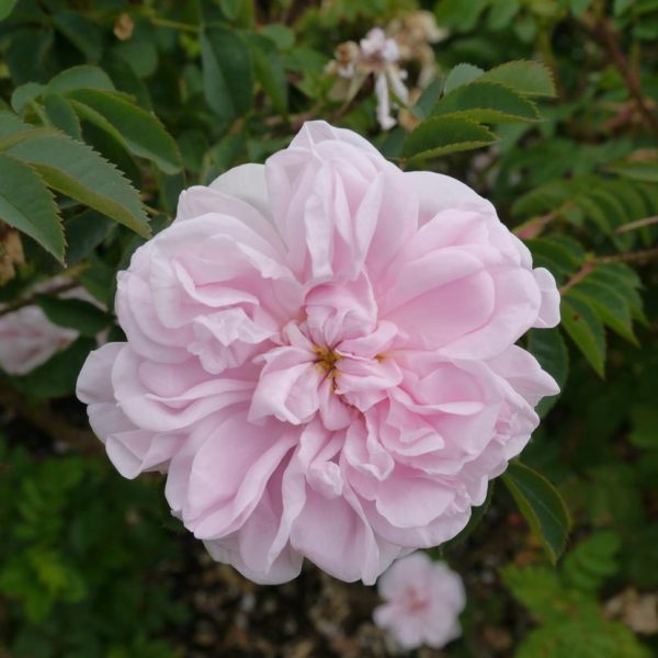 Close-up of a pale pink Rose 'Paul Cezzane®' Delbard Bush Form in full bloom, surrounded by green leaves and partially visible plants in the background.