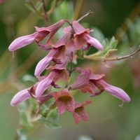 Close-up of a cluster of pink, tubular flowers with green leaves in the background.