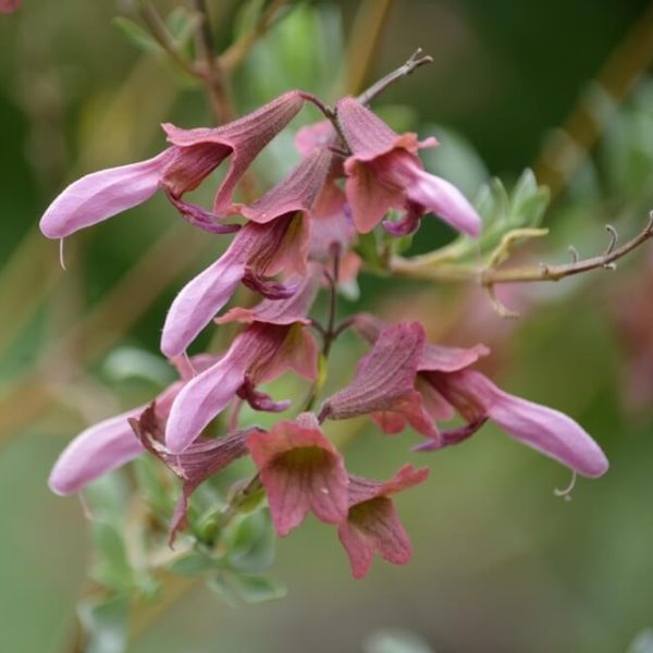 Close-up of a cluster of pink, tubular flowers with green leaves in the background.