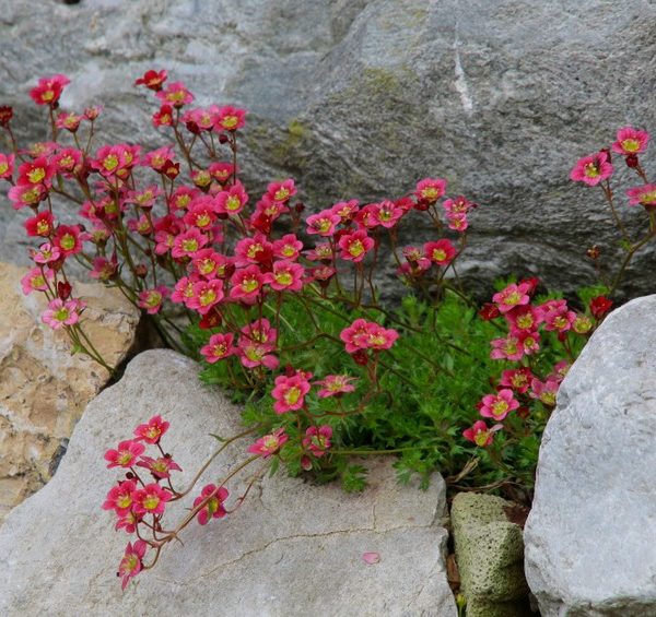 Small pink flowers with yellow centers grow between rocks, surrounded by green foliage and gray stone.