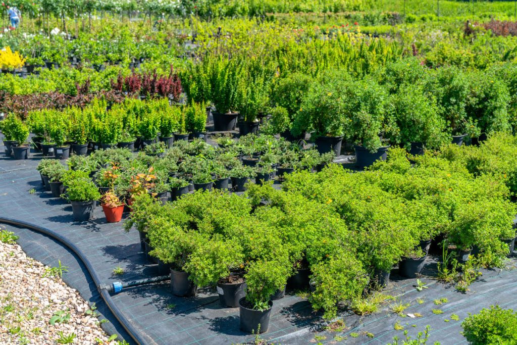 Rows of potted green shrubs and plants arranged at an outdoor nursery, making it easy to get the right plants for your garden. Various foliage types are visible under bright sunlight.