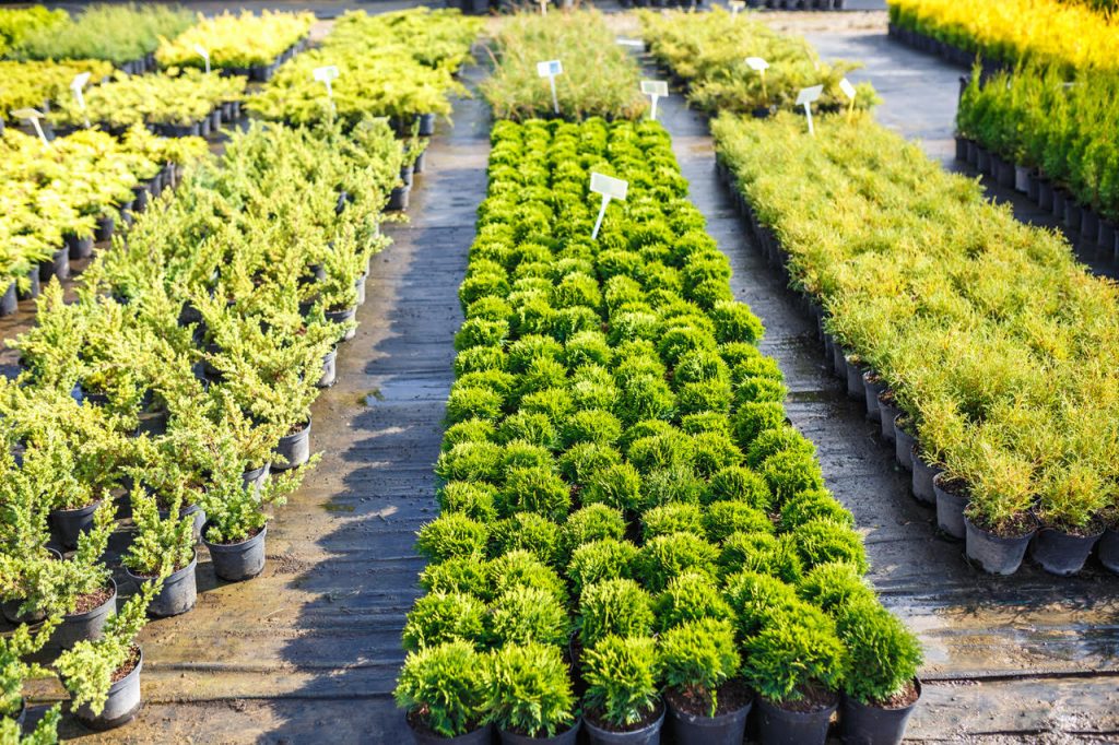 Neatly arranged rows of potted green and yellow shrubs on display at an outdoor plant nursery—get the right plants for your garden with ease.