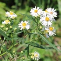 Brighten any garden with the White vimineus 'White Aster' in a 4” Pot, featuring clusters of small white daisy-like blooms with yellow centers on green leafy stems.
