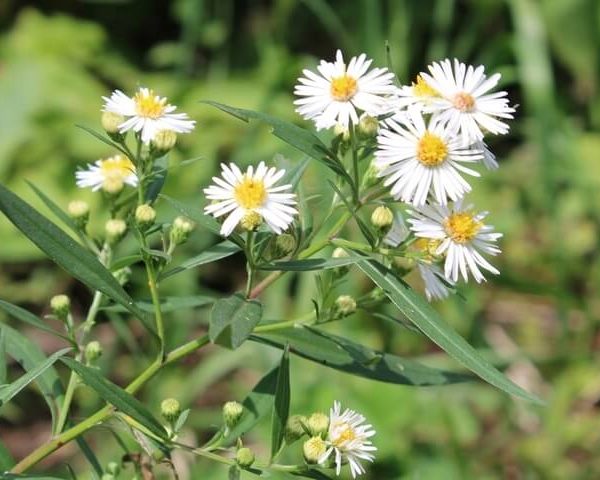 Brighten any garden with the White vimineus 'White Aster' in a 4” Pot, featuring clusters of small white daisy-like blooms with yellow centers on green leafy stems.