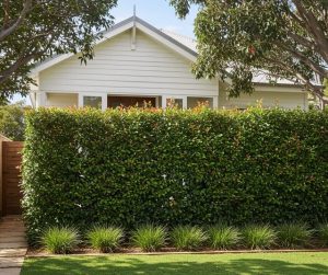 A white house is partially hidden behind a tall, dense green hedge with neatly trimmed grass and small plants in front—an inviting landscape that can increase the value of your property. Trees frame the scene.