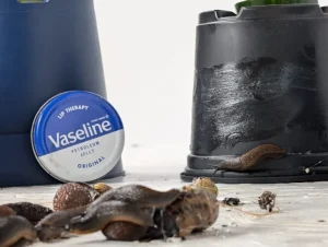 Several slugs crawl near two plant pots; one pot has a smear of Vaseline on its side—a clever Garden Hack. A tin of Vaseline is visible in the background.