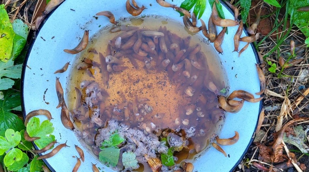 White basin filled with water, containing numerous dead brown slugs and plant debris, surrounded by green leaves and soil—a simple garden hack for dealing with pests.