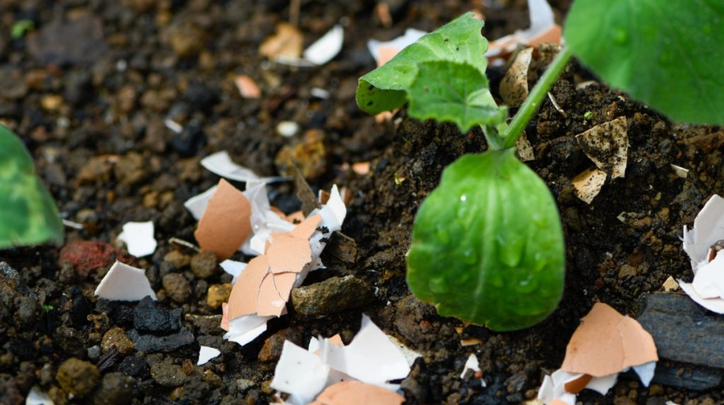 Close-up of a small green plant growing in soil, with pieces of broken eggshell scattered around the base—a clever example of Garden Hacks for nurturing healthy plants.