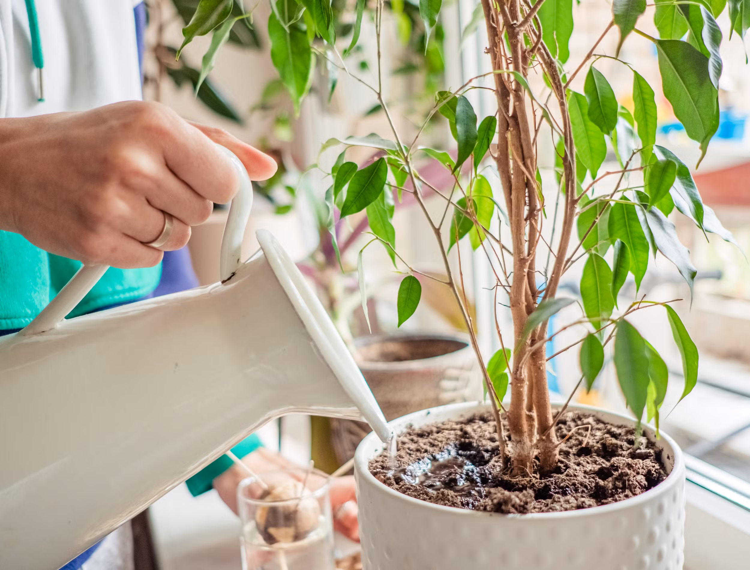 A person uses clever garden hacks as they water a potted indoor plant with a white watering can near a window.