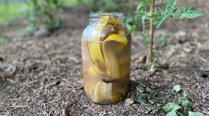 A glass jar filled with banana peels soaking in water, placed on soil near green plants outdoors—a simple Garden Hack to nourish your plants naturally.