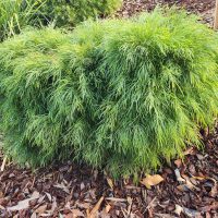 Acacia 'Mini Cog' 15cm Pot: This dense green shrub has fine, feathery leaves and thrives in mulched garden beds.