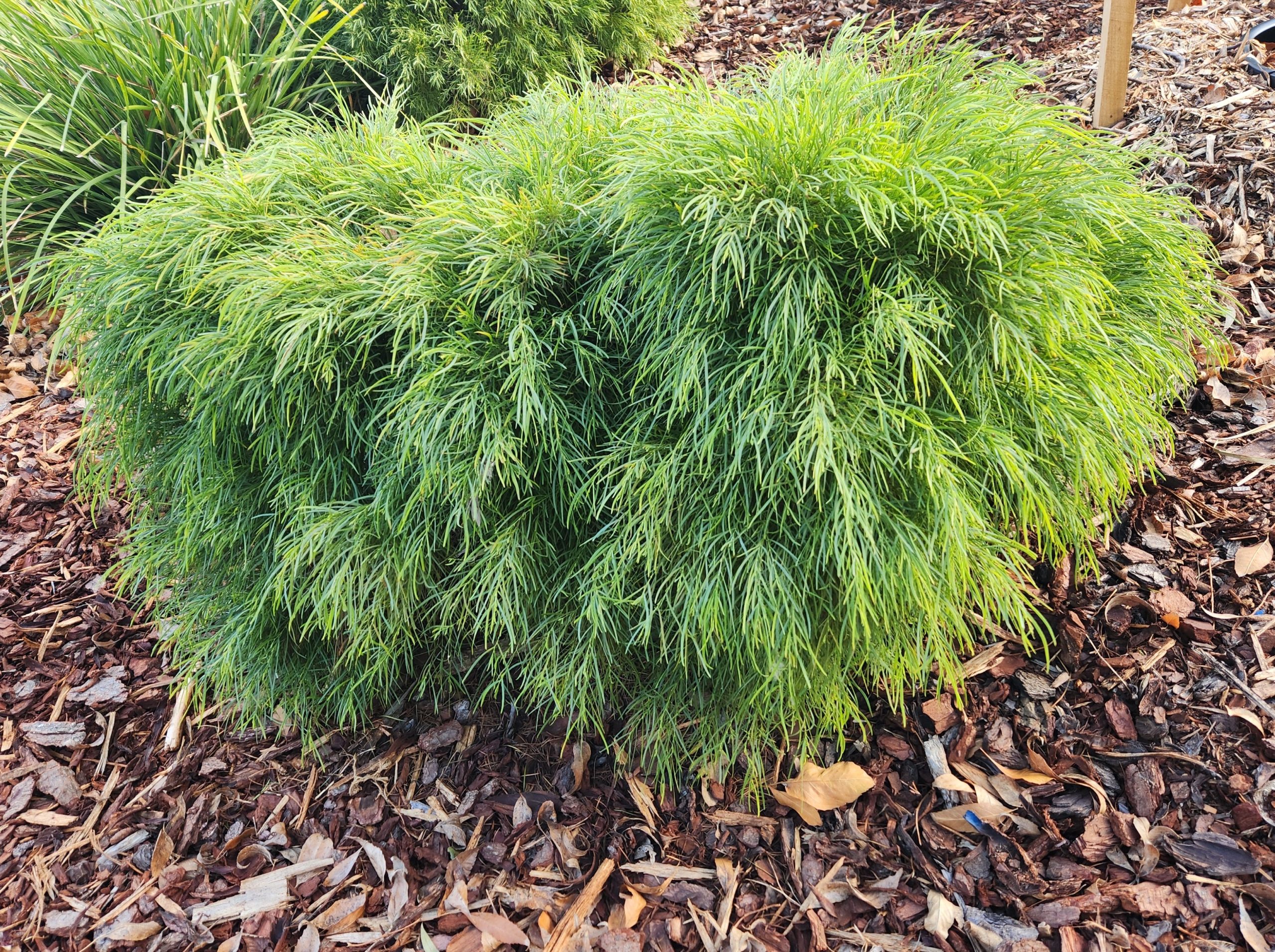 Acacia 'Mini Cog' 15cm Pot: This dense green shrub has fine, feathery leaves and thrives in mulched garden beds.
