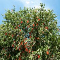 A tall Callistemon 'Kings Park Special' with narrow green leaves and bright red-orange flower clusters stands beneath a blue sky with scattered clouds.