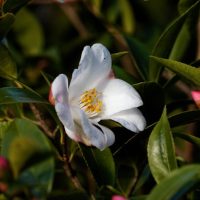 A white Camellia 'Transtasman' 10" Pot flower blooms among green leaves and pink buds.