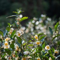 Lush green shrub with clusters of white and yellow flowers in sunlight, resembling Camellia sinensis 'Tea Plant'—available now in a 20cm pot during our Grower Flash Sale!.