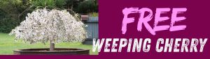 A potted weeping cherry tree in bloom next to bold text reading "FREE WEEPING CHERRY" on a maroon background.