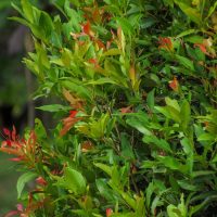 A dense Acmena 'Speed Screen' Lilly Pilly in an 8" pot, featuring green and reddish young leaves, stands out against a softly blurred outdoor background.