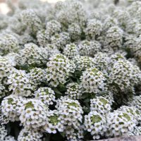 Close-up of Lobularia 'Snow Crystal' Sweet Alyssum in a 10cm pot, featuring densely packed small white flowers with green centres, flowering outdoors.